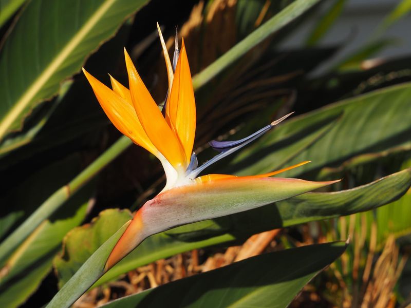 Bird of Paradise