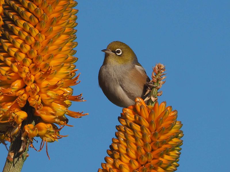 Wax Eye 5