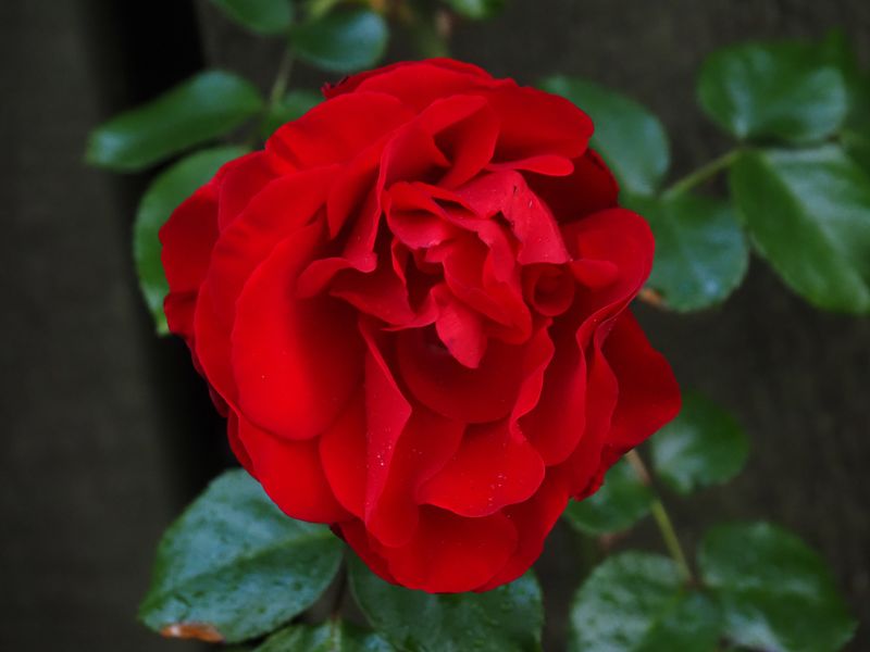 Rose 1