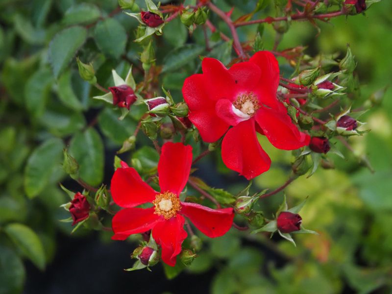 Bloom 1