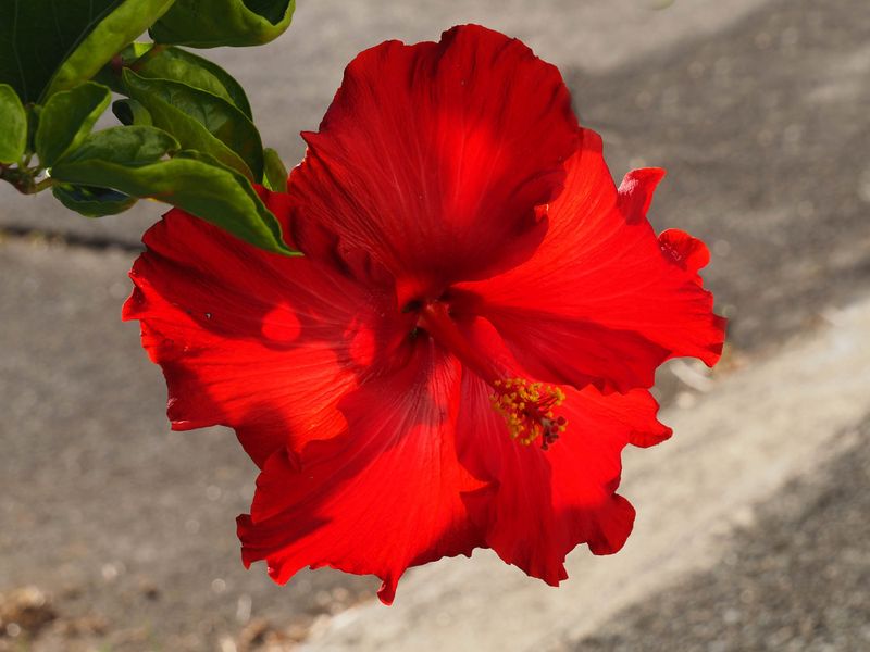 Hibiscus 3