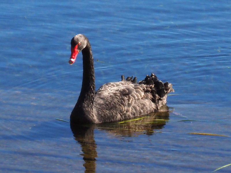 Swan 1