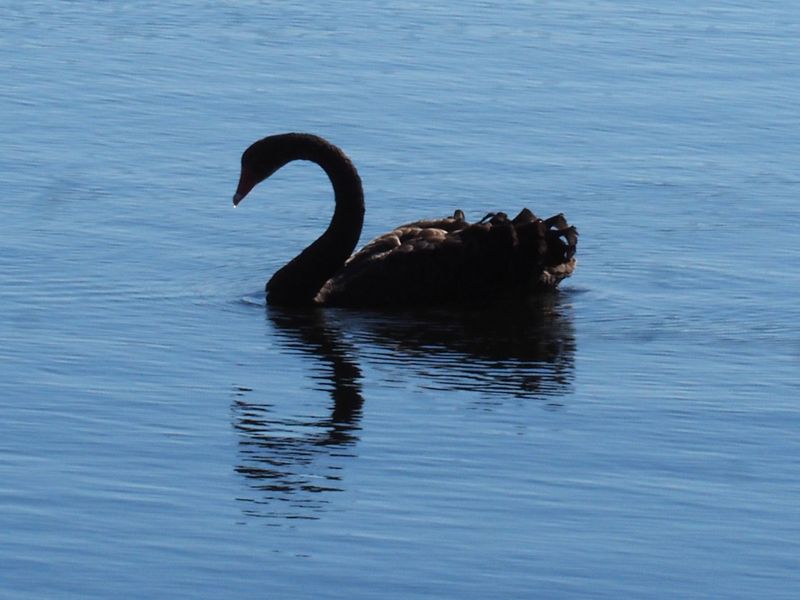 Swan 3