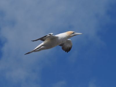Gannet In Flight 6