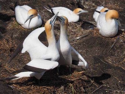 Gannets Courting 1
