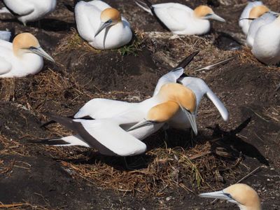 Gannets Courting 2