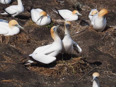 Gannets Courting 3