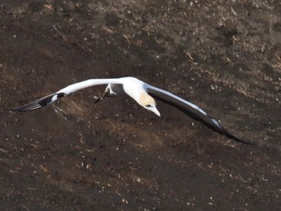 Gannet In Flight 15