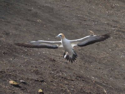 Gannet In Flight 17