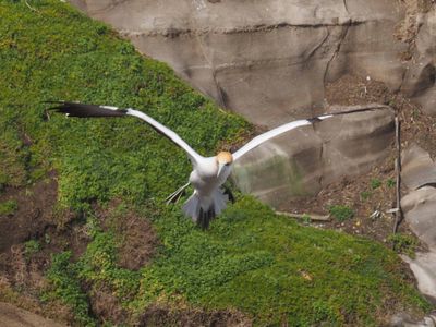 Gannet In Flight 18