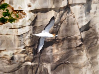 Gannet In Flight 19