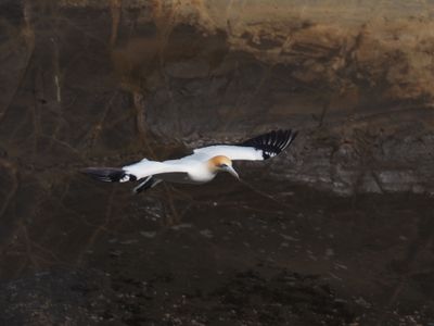 Gannet In Flight 23