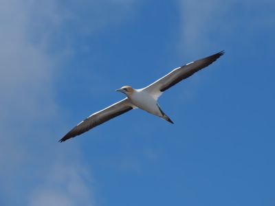 Gannet In Flight 27