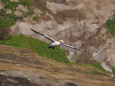 Gannet In Flight 31