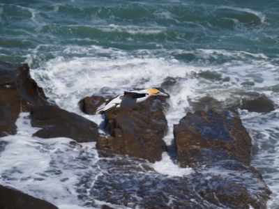 Gannet In Flight 34