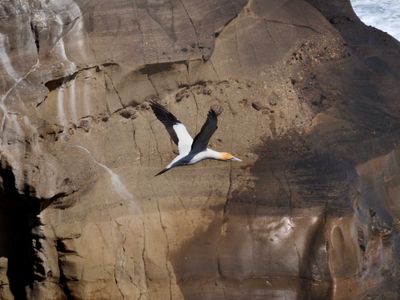 Gannet In Flight 35