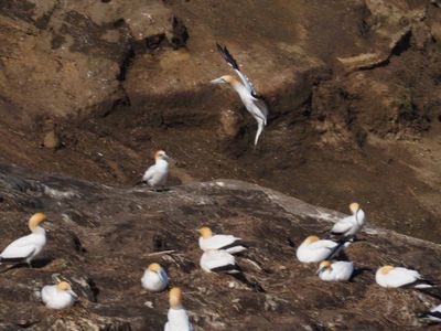 Gannet Landing 6