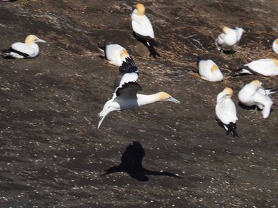Gannet Landing 7