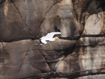Gannet In Flight 41