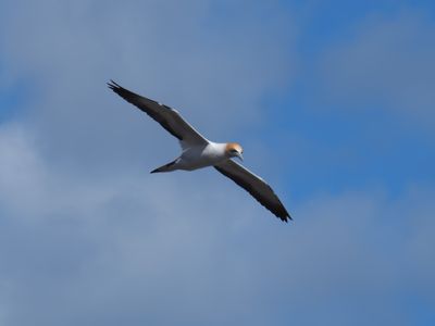 Gannet In Flight 42