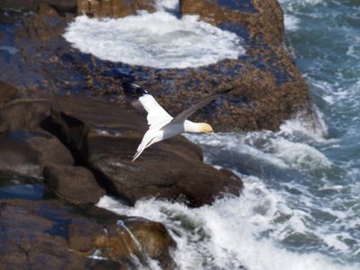 Gannet In Flight 47