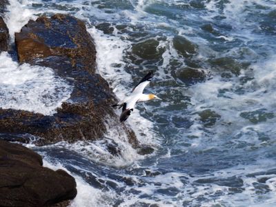 Gannet In Flight 49