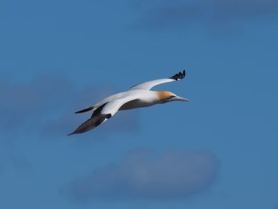 Gannet In Flight 53