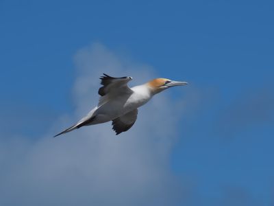 Gannet In Flight 54