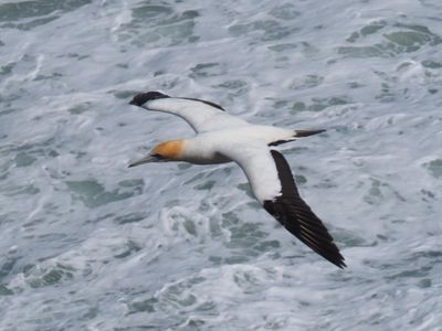 Gannet In Flight 58