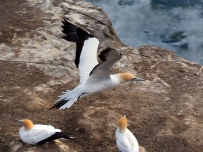 Gannet In Flight 61