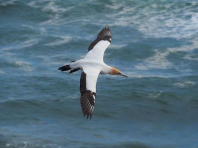 Gannet In Flight 62