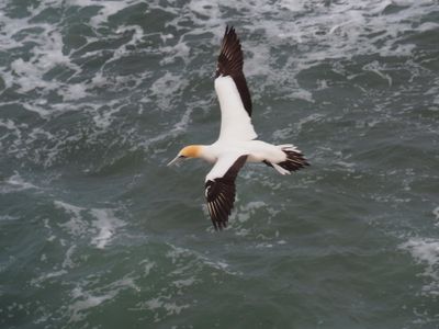 Gannet In Flight 64