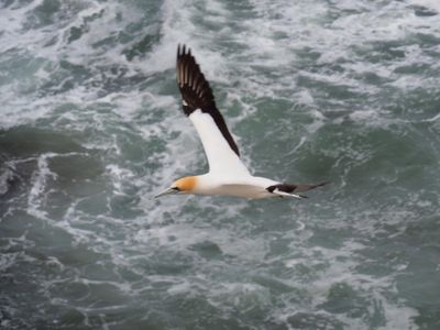 Gannet In Flight 66