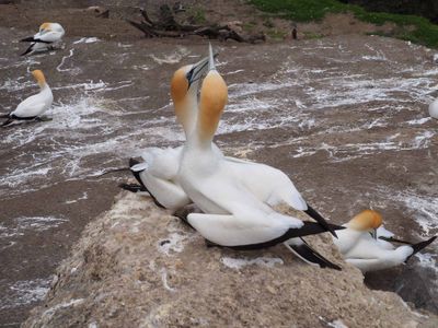 Gannets Courting 1