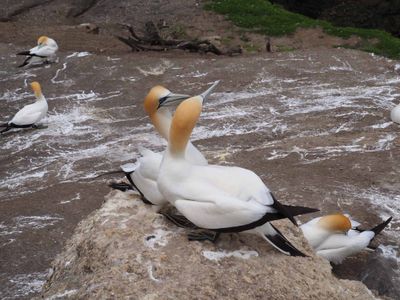 Gannets Courting 3