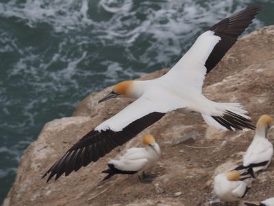 Gannet In Flight 67