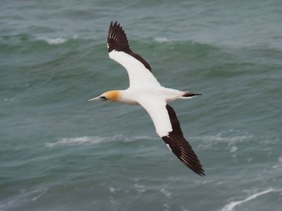 Gannet In Flight 69