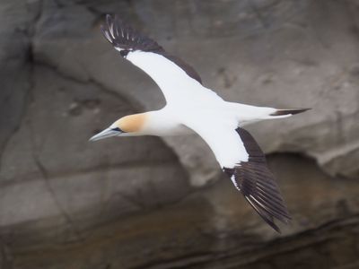 Gannet In Flight 71