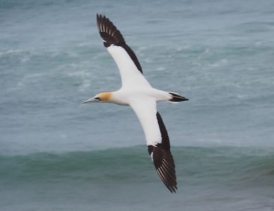 Gannet In Flight 74