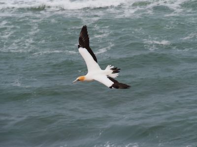 Gannet In Flight 75