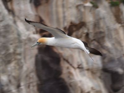 Gannet In Flight 76