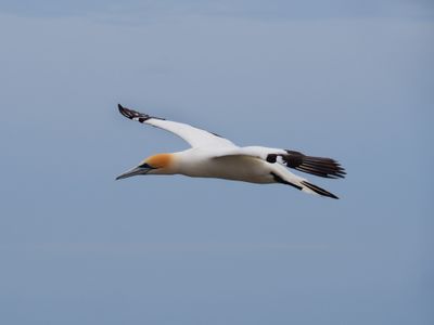 Gannet In Flight 77