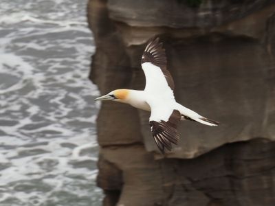 Gannet In Flight 79