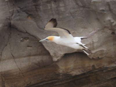 Gannet In Flight 81