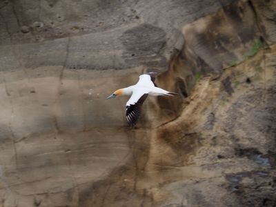 Gannet In Flight 82