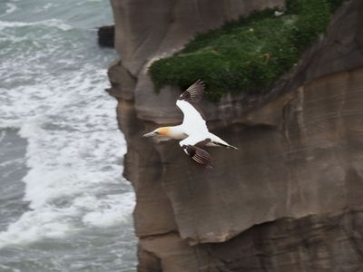 Gannet In Flight 83