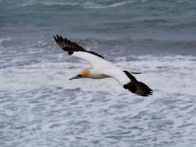 Gannet In Flight 84