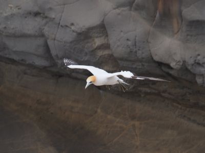 Gannet In Flight 91