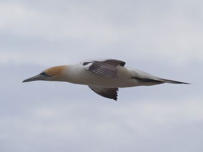 Gannet In Flight 97