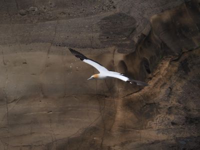 Gannet In Flight 63